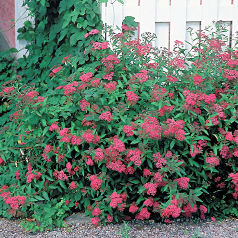 Rote Sommerspiere Anthony Waterer - Spiraea japonica (Hafen)