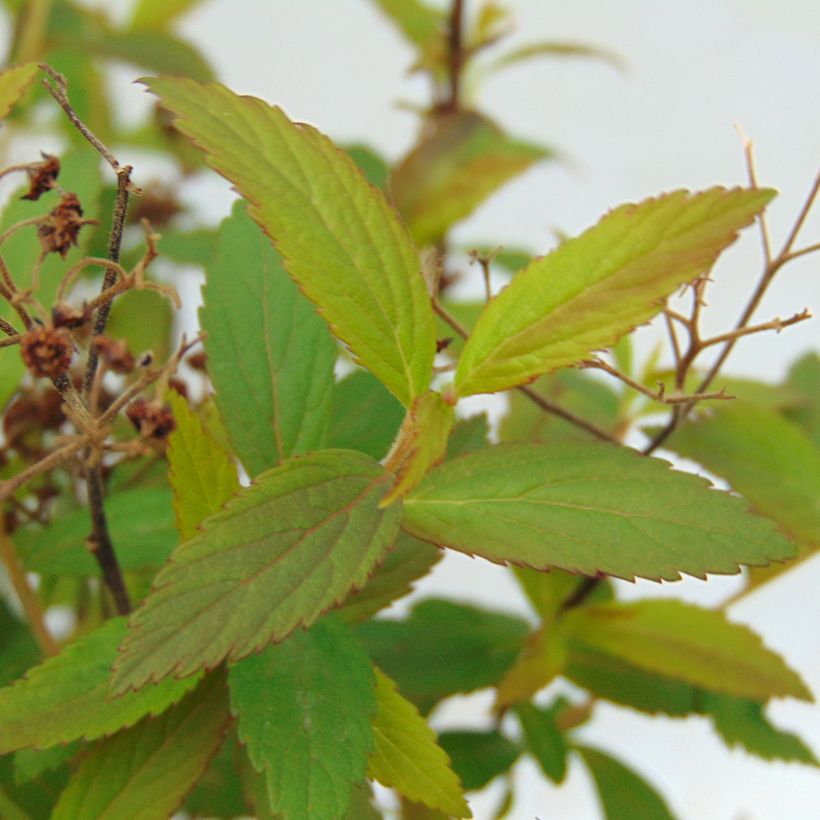 Rote Sommerspiere Anthony Waterer - Spiraea japonica (Laub)