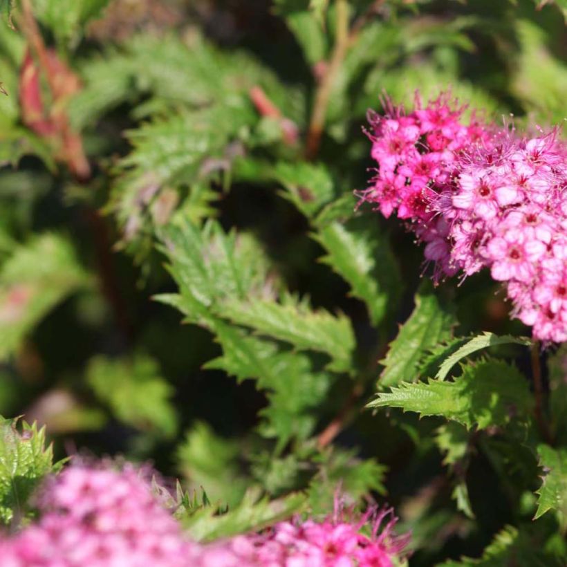 Sommerspiere Crispa - Spiraea japonica (Laub)