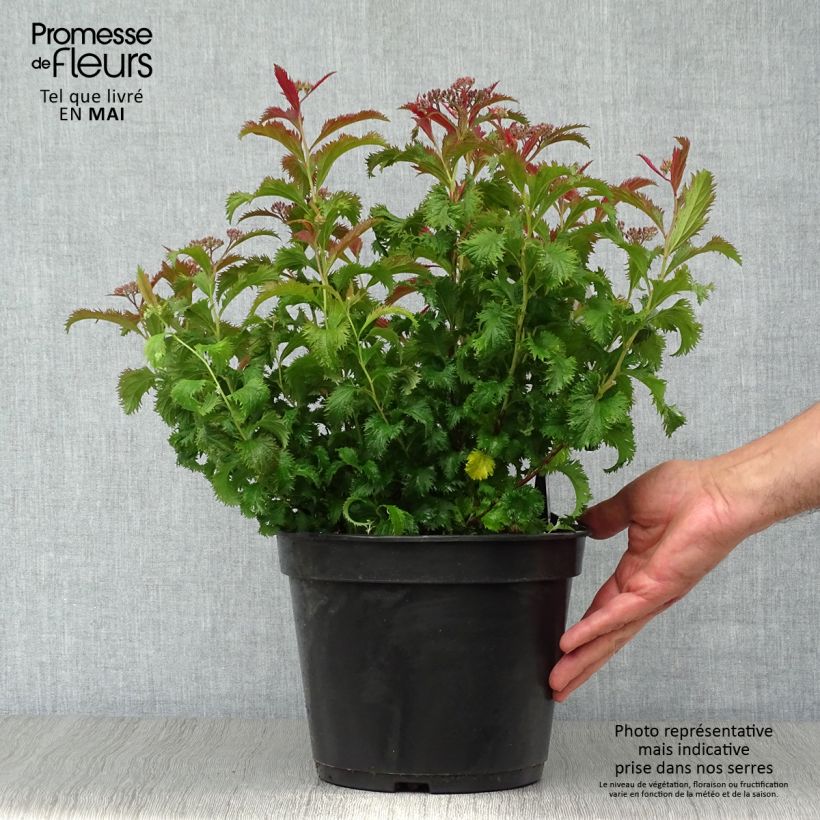 Exemplar von Spirée japonaise Crispa - Spiraea japonica en pot 3L/4L wie im Frühjahr geliefert