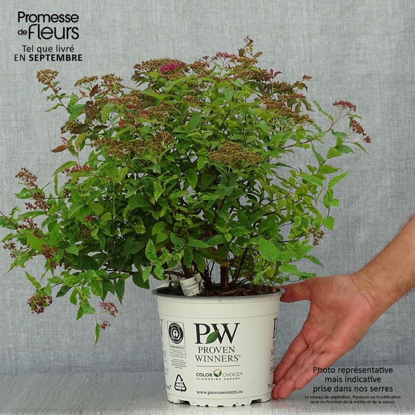 Exemplar von Sommerspiere Double Play Red - Spiraea japonica wie im Herbst geliefert