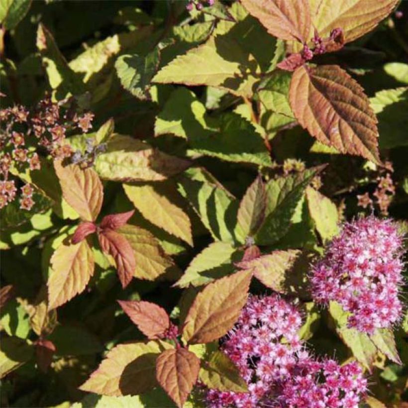 Sommerspiere Firelight - Spiraea japonica (Laub)