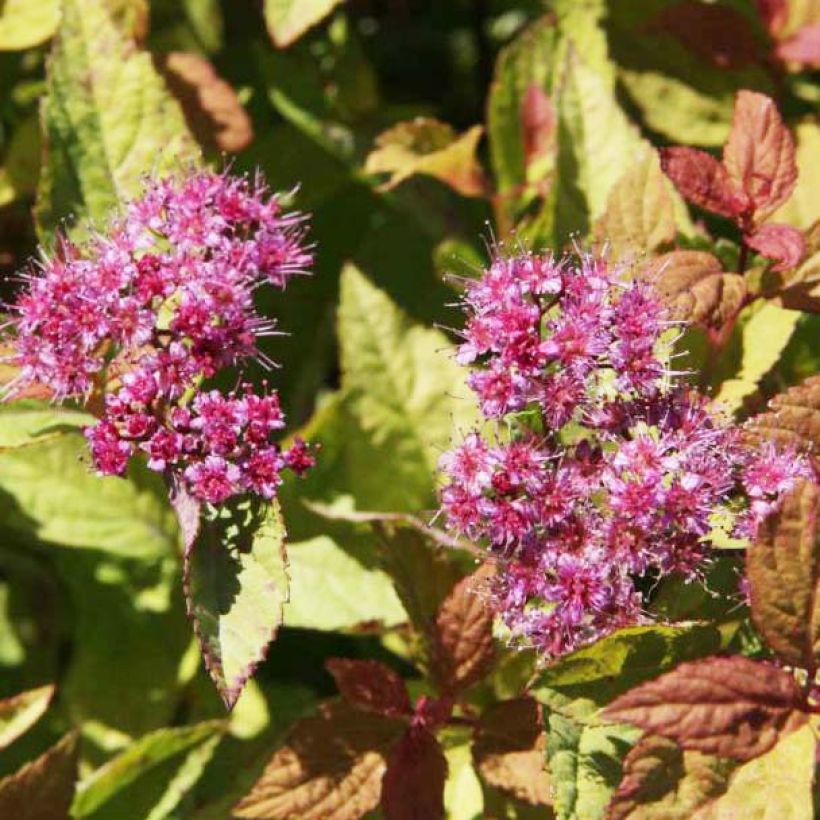 Sommerspiere Firelight - Spiraea japonica (Blüte)