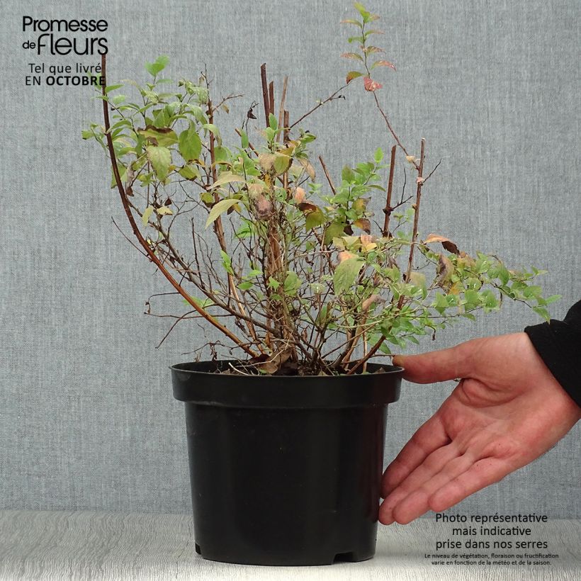 Exemplar von Spirée japonaise Firelight- Spiraea japonica Pot de 3L/4L wie im Herbst geliefert