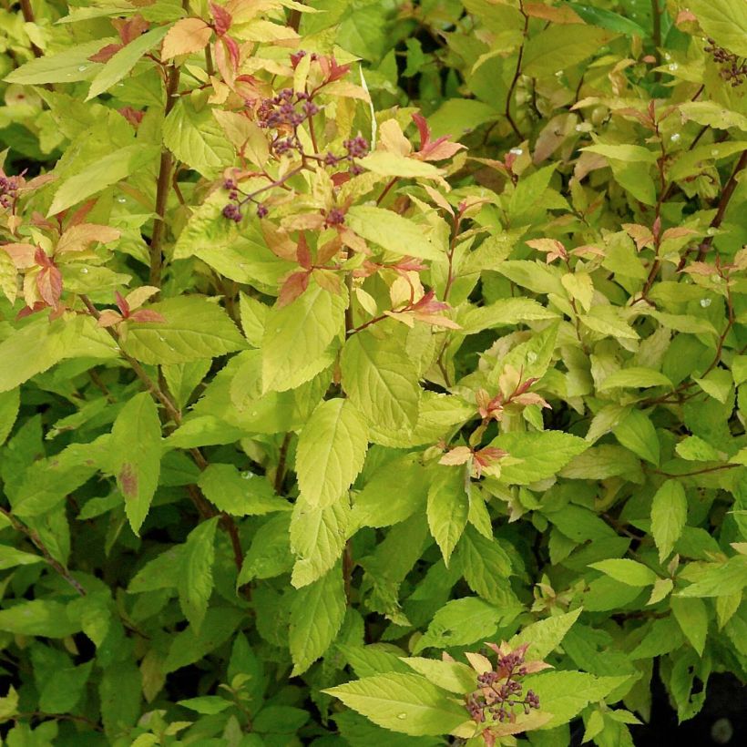 Sommerspiere Goldflame - Spiraea japonica (Laub)