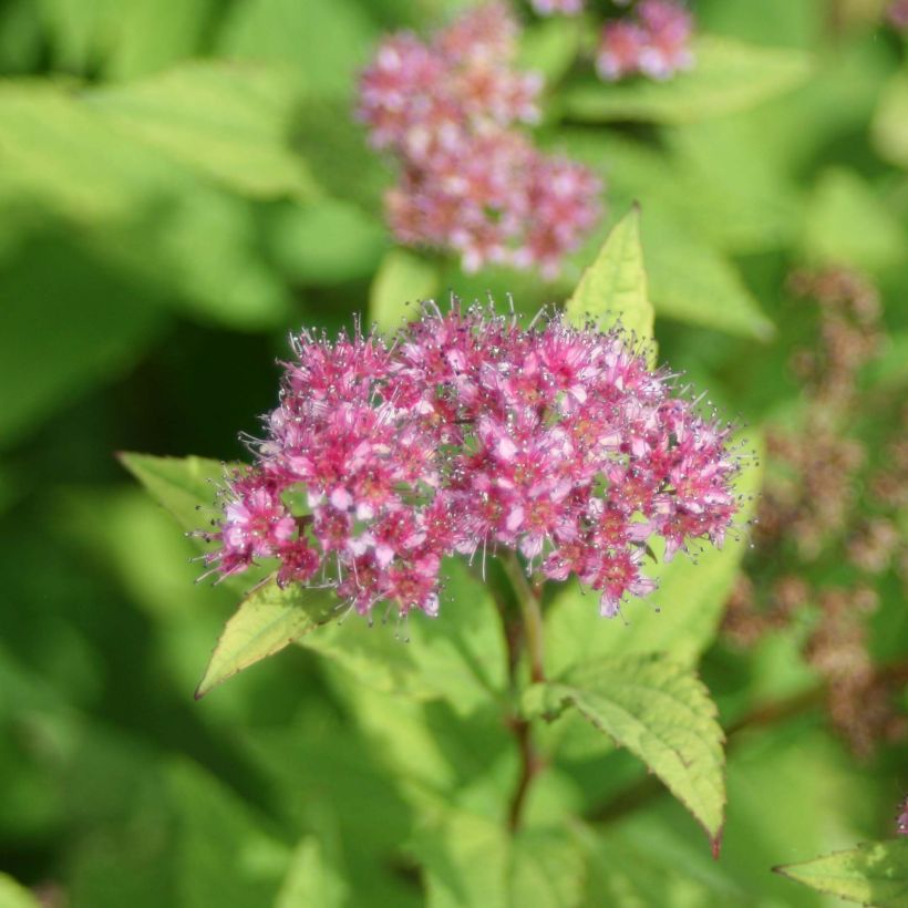 Sommerspiere Goldflame - Spiraea japonica (Blüte)