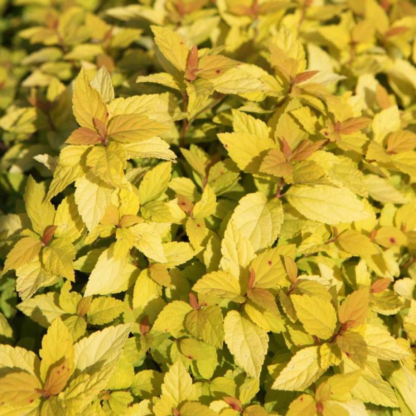 Sommerspiere Goldmound - Spiraea japonica (Laub)