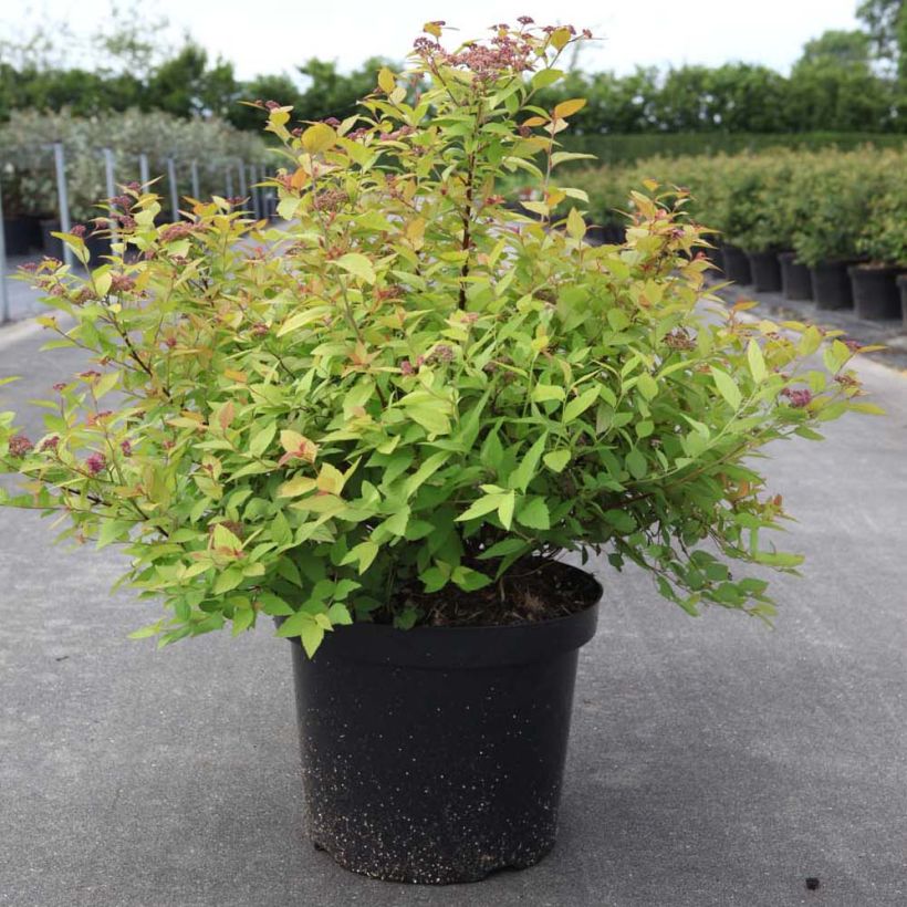 Sommerspiere Goldmound - Spiraea japonica (Hafen)