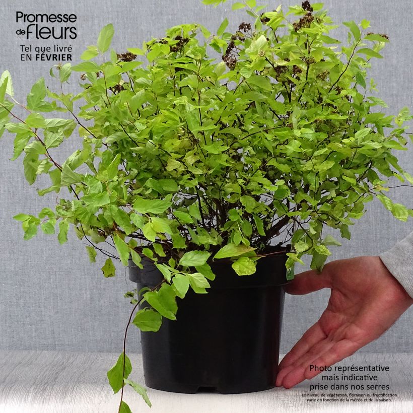 Exemplar von Spirée japonaise Goldmound -  Spiraea japonica Pot de 2L/3L wie im Herbst geliefert