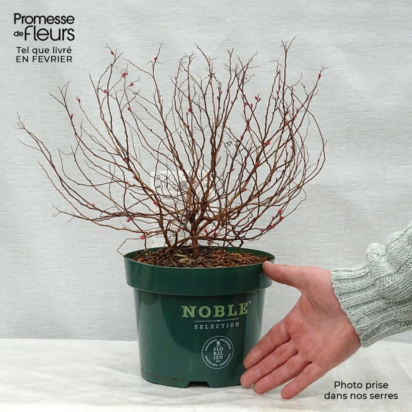 Exemplar von Spirée japonaise Magic Carpet en pot de 2L/3L.- Spiraea japonica wie im Winter geliefert