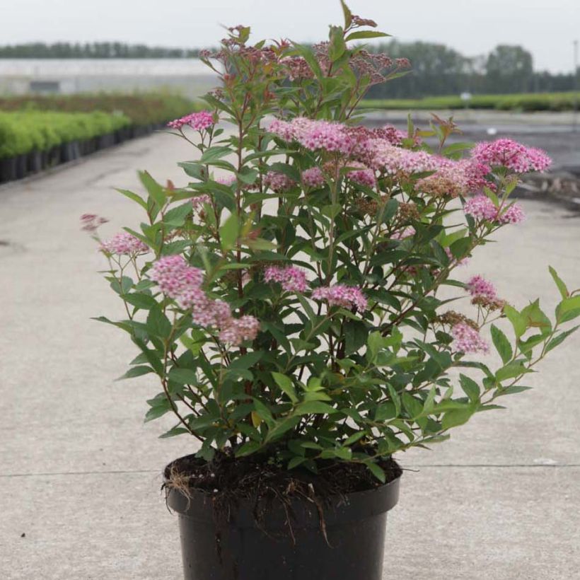 Sommerspiere Nana - Spiraea japonica (Hafen)