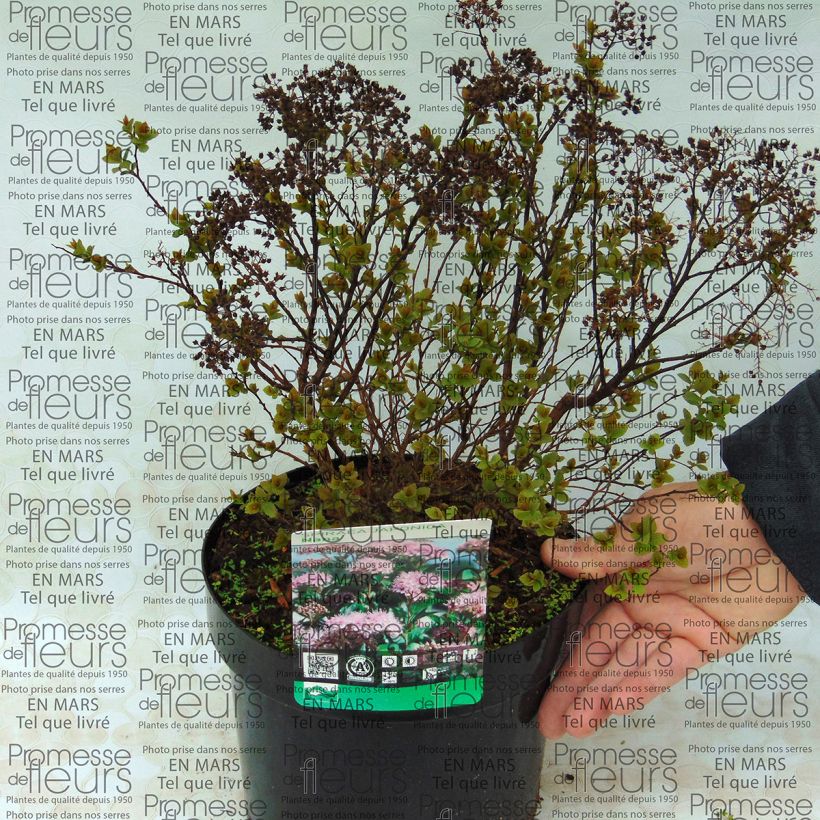 Beispiel eines Exemplars von Spirée japonaise Nana - Spiraea japonica Pot de 3L/4L wie geliefert