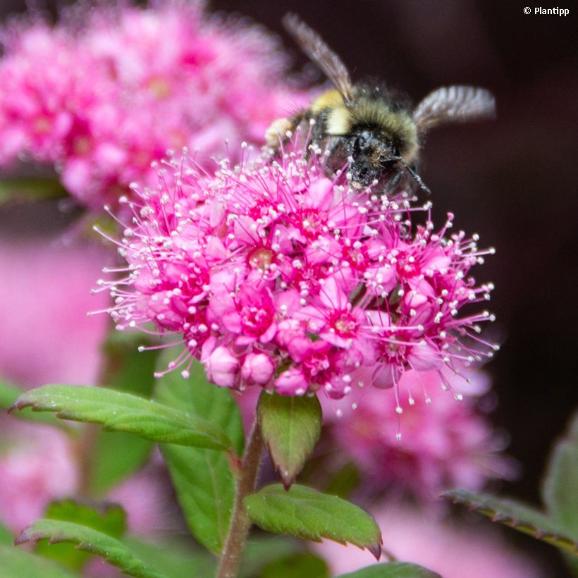 Sommerspiere Odessa - Spiraea japonica (Blüte)