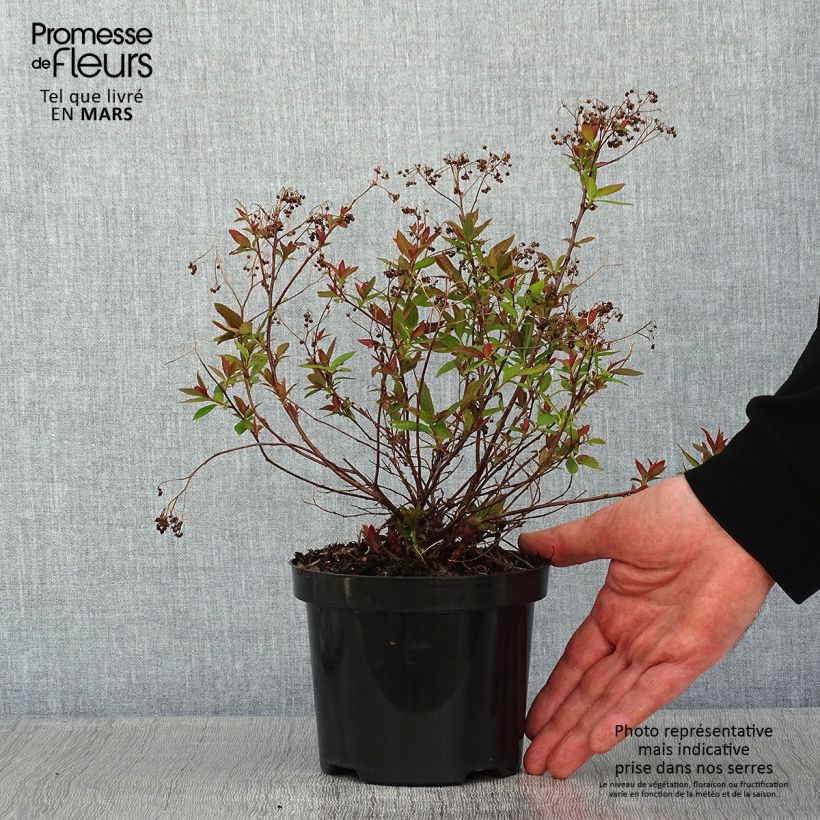 Exemplar von Spirée japonaise Shirobana - Spiraea japonica en pot de 1L/1,5L wie im Winter geliefert