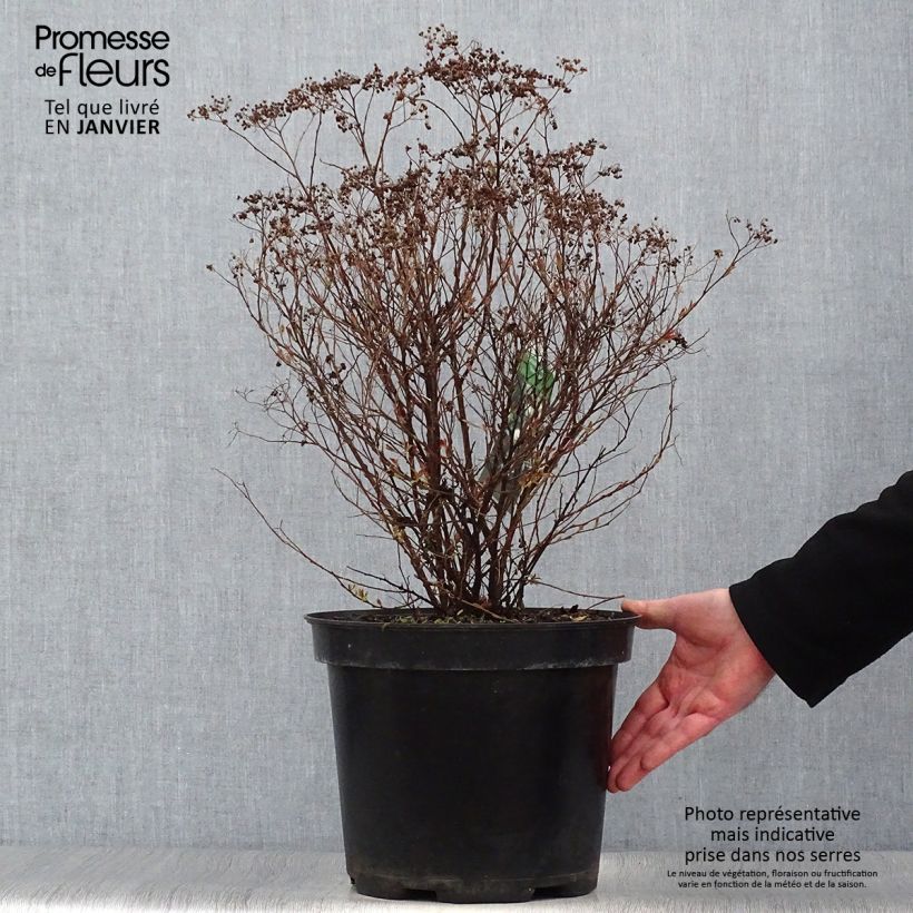 Exemplar von Spirée japonaise Shirobana - Spiraea japonica en pot de 7,5L/10L wie im Winter geliefert