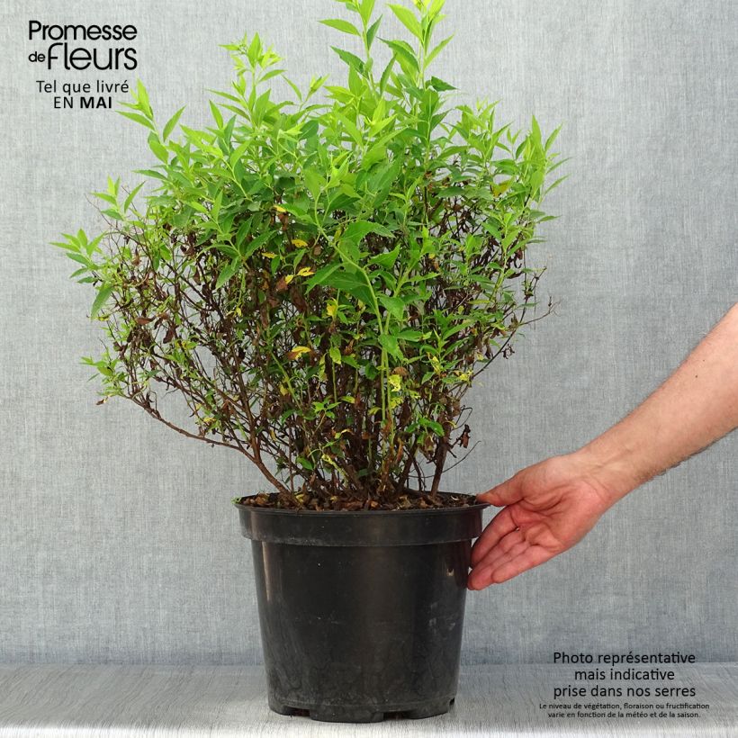 Exemplar von Sommerspiere Shirobana Genpei - Spiraea japonica Topf mit 7,5L/10LGelieferte Höhe ca. 40/50cm wie im Frühjahr geliefert