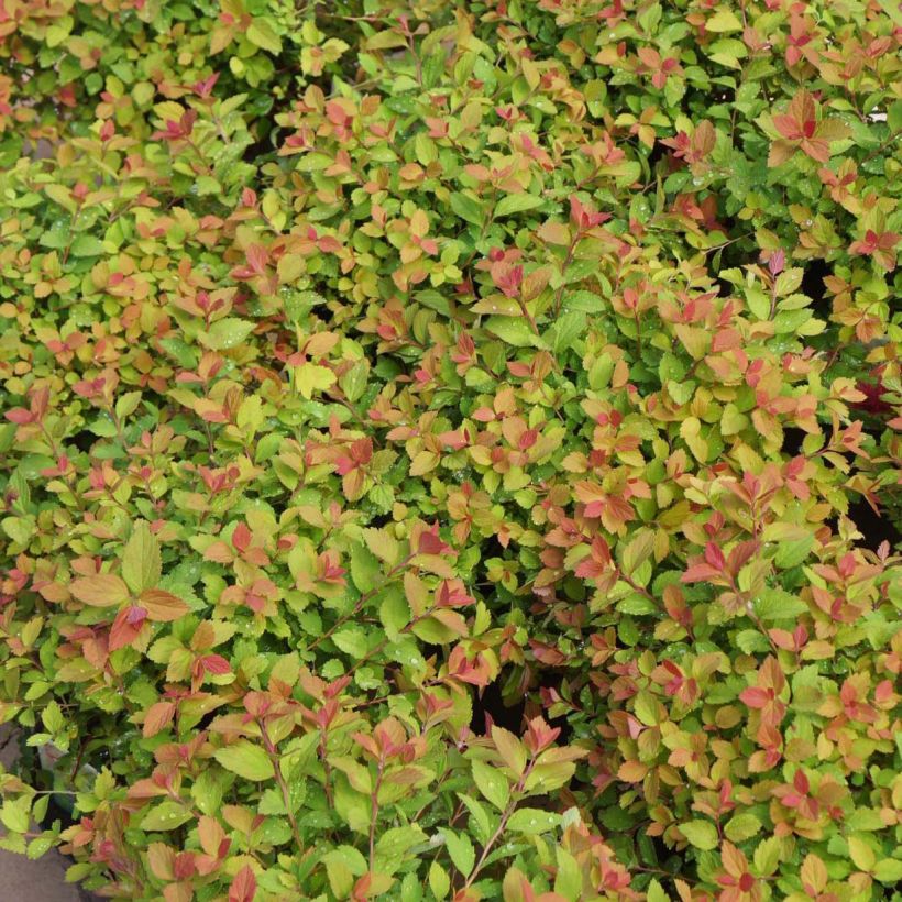 Sommerspiere Sparkling Champagne - Spiraea japonica (Laub)