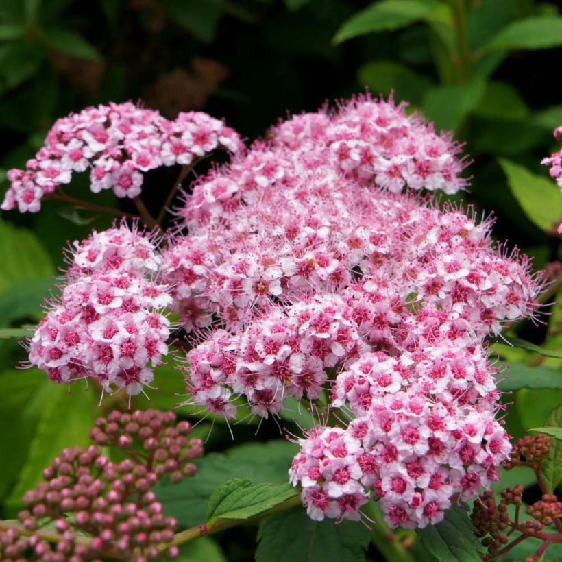 Sommerspiere Sparkling Champagne - Spiraea japonica (Blüte)