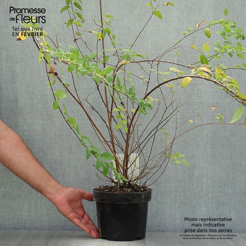 Exemplar von Spirée japonaise Sparkling Champagne - Spiraea japonica  Pot de 3L/4L wie im Herbst geliefert