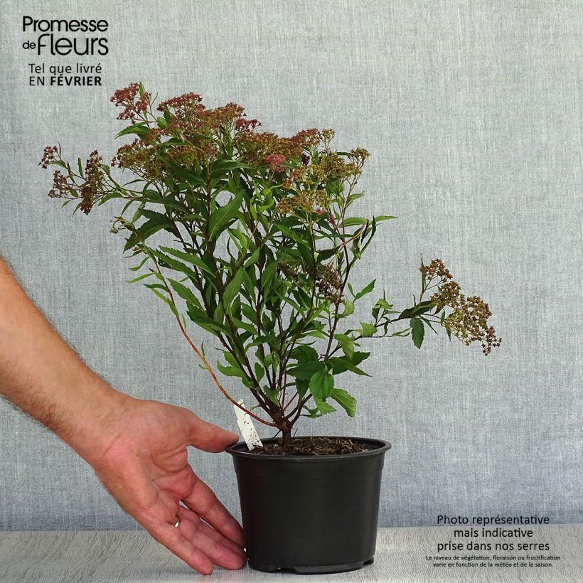 Exemplar von Spirée japonaise - Spiraea japonica Dart's Red en pot de 1L/1,5L wie im Herbst geliefert