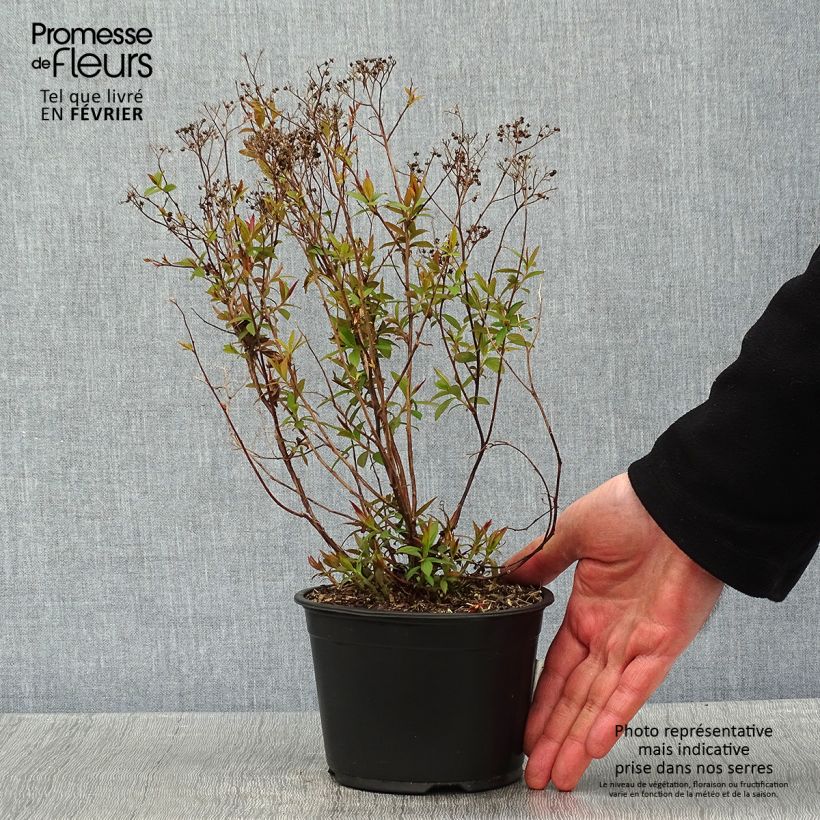 Exemplar von Spirée japonaise - Spiraea japonica Dart's Red en pot de 1L/1,5L wie im Winter geliefert