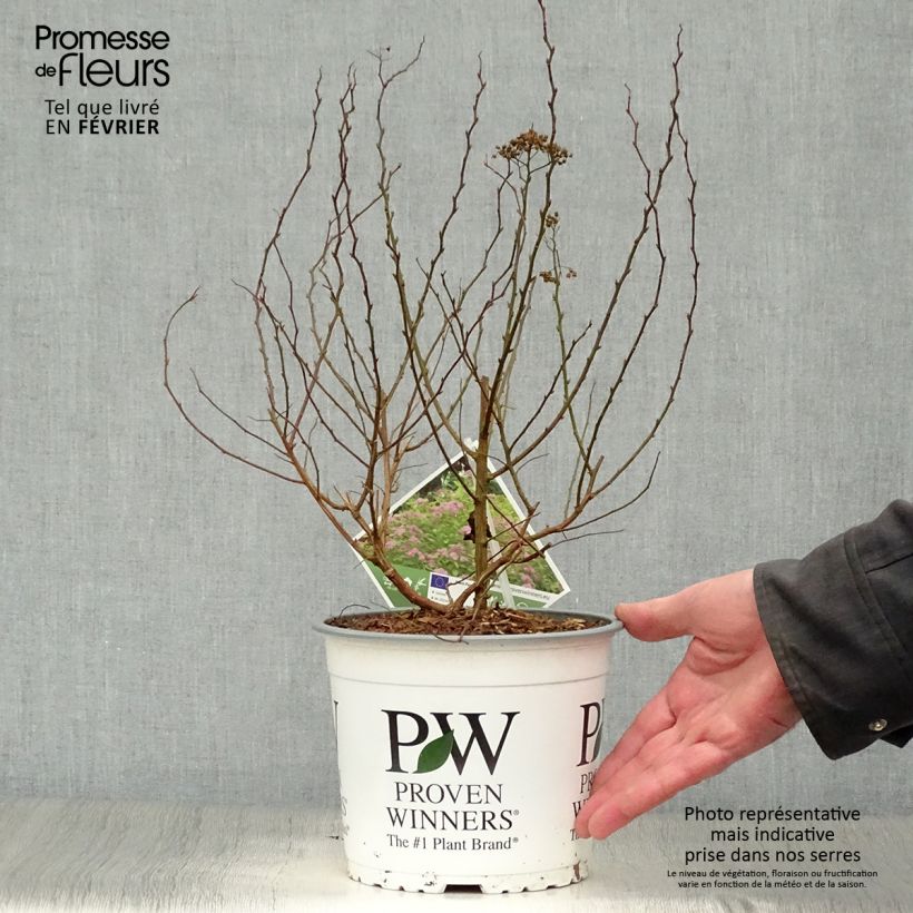 Exemplar von Spirée japonaise - Spiraea japonica Double Play Big Bang Pot de 2L/3L wie im Winter geliefert