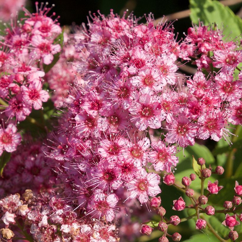 Sommerspiere Froebelii - Spiraea japonica (Blüte)