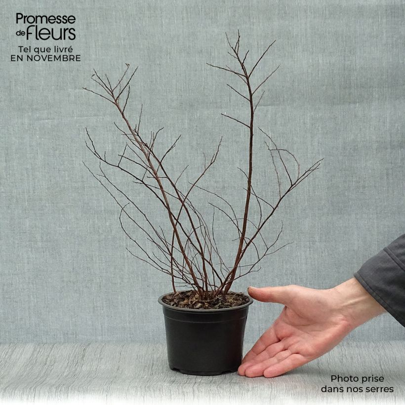 Exemplar von Spirée japonaise - Spiraea nipponica Halward's Silver Pot de 1L/1,5L wie im Herbst geliefert