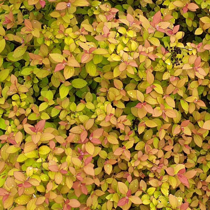 Sommerspiere Zen'Spirit Caramel - Spiraea japonica (Laub)