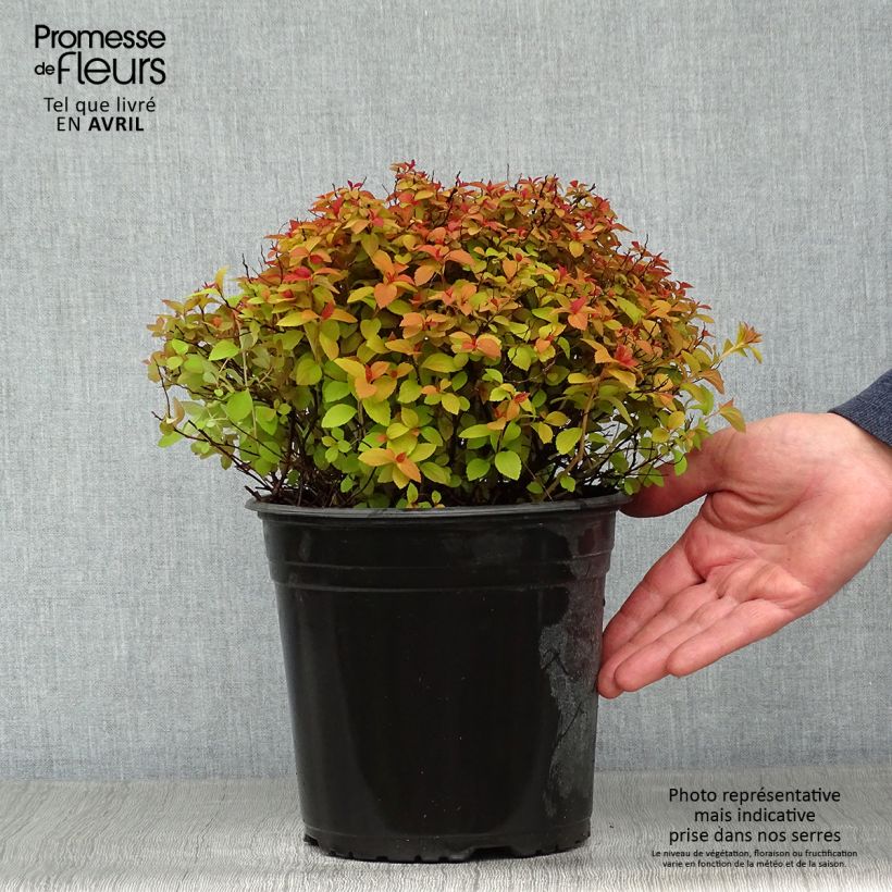 Exemplar von Sommerspiere Zen'Spirit Caramel - Spiraea japonica Topf mit 3L/4LGelieferte Höhe ca. 20cm wie im Frühjahr geliefert