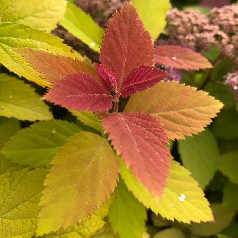 Sommerspiere Double Play Big Bang Tracy - Spiraea japonica (Laub)