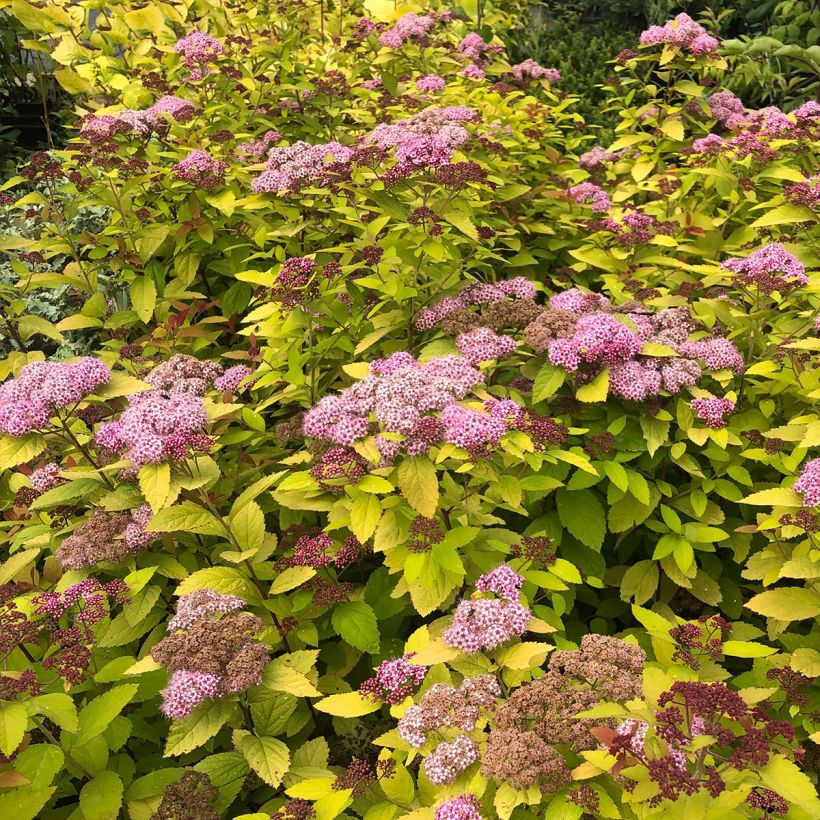 Sommerspiere Double Play Big Bang Tracy - Spiraea japonica (Hafen)