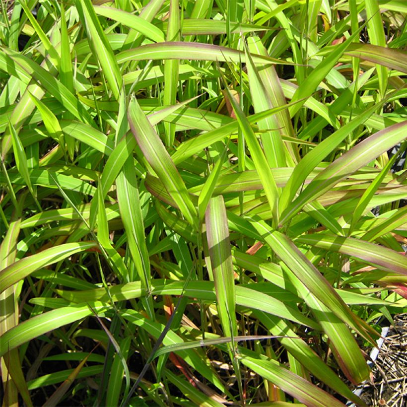 Spodiopogon sibiricus West Lake - Graubartgras (Laub)