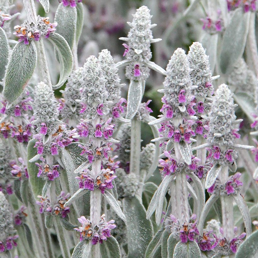 Woll-Ziest - Stachys byzantina (Blüte)