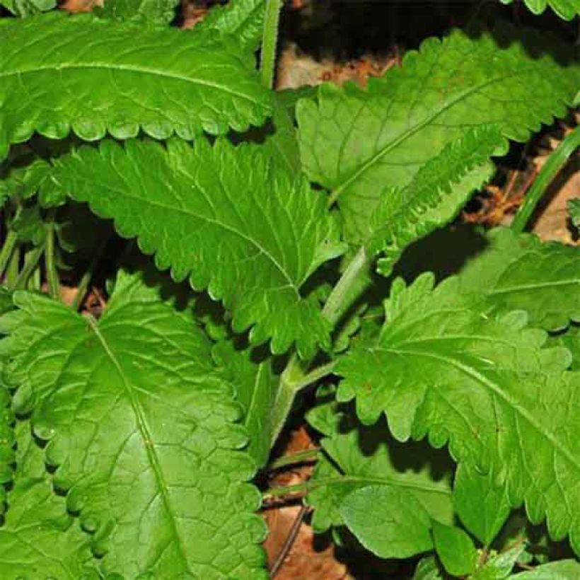 Echte Betonie - Stachys officinalis (Laub)