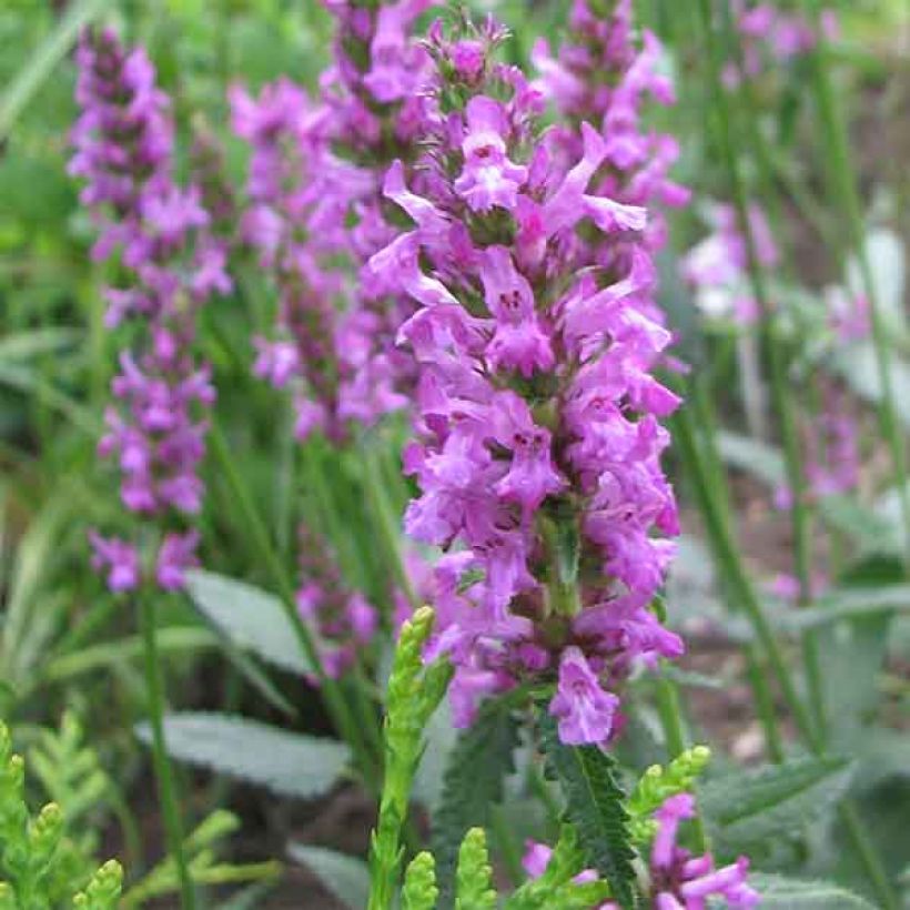 Echte Betonie - Stachys officinalis (Blüte)