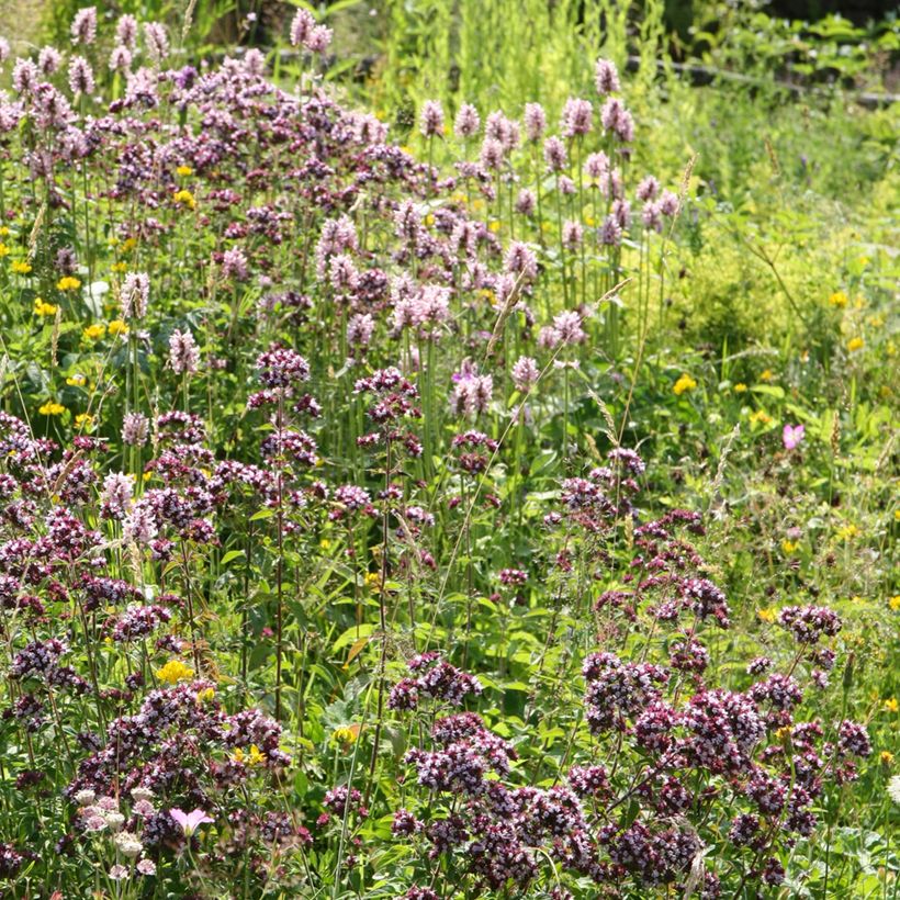 Echte Betonie Pink Cotton Candy - Stachys officinalis (Hafen)