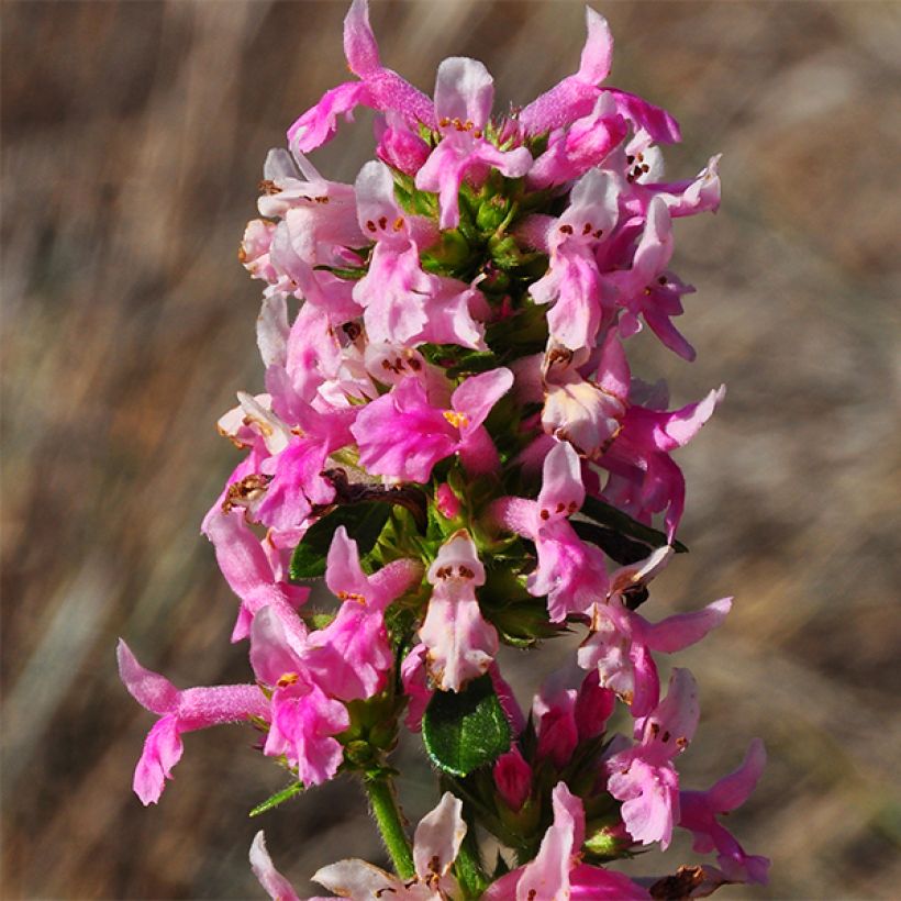 Echte Betonie Pink Cotton Candy - Stachys officinalis (Blüte)