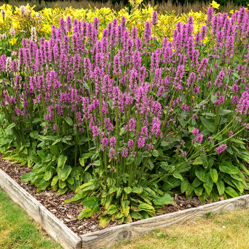 Echte Betonie - Stachys officinalis (Hafen)