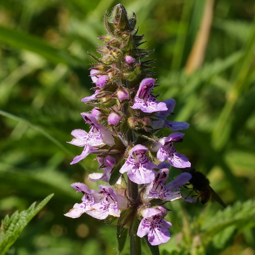 Sumpf-Ziest - Stachys palustris (Blüte)