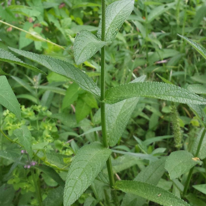 Sumpf-Ziest - Stachys palustris (Laub)