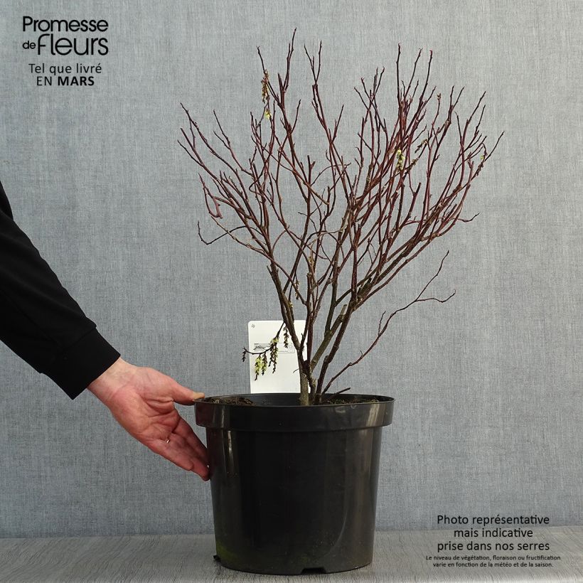 Exemplar von Stachyurus chinensis Celina - Perlschweif wie im Winter geliefert