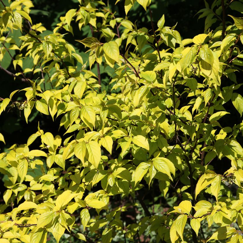 Stachyurus chinensis Goldbeater - Perlschweif (Laub)