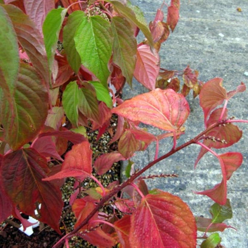 Stachyurus praecox - Japanischer Perlschweif (Laub)