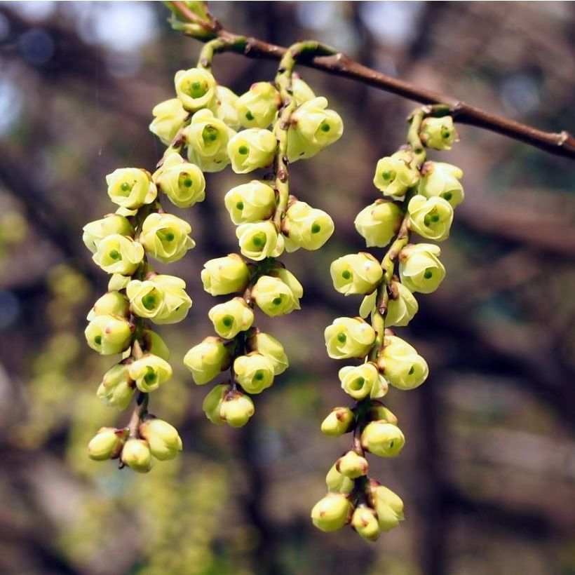 Stachyurus praecox - Japanischer Perlschweif (Blüte)