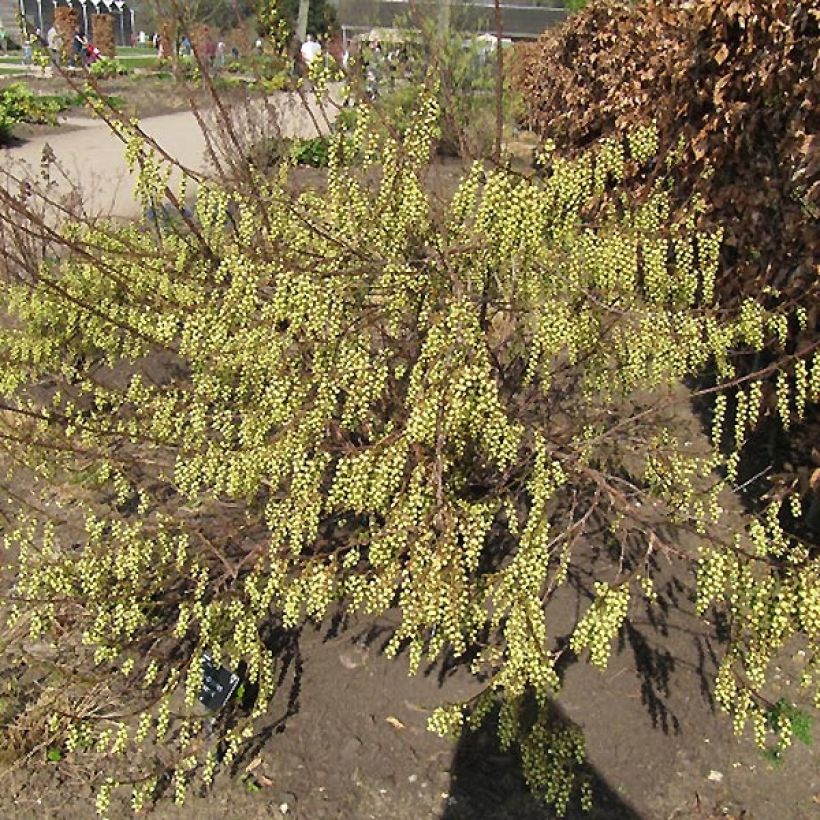 Stachyurus praecox - Japanischer Perlschweif (Hafen)