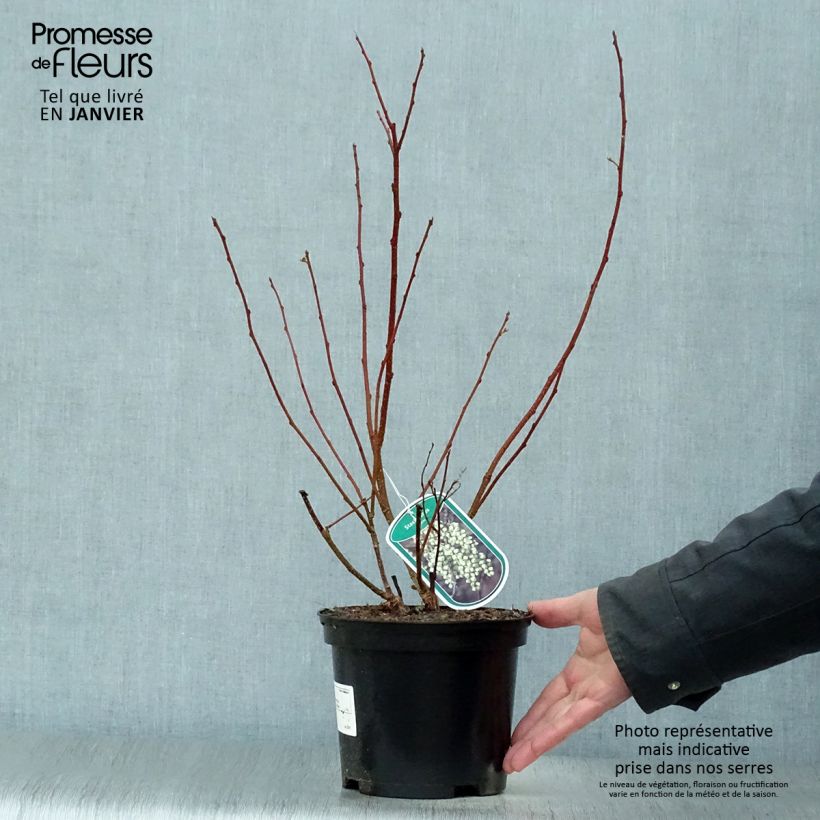 Exemplar von Stachyurus praecox Pot de 2L/3L wie im Winter geliefert