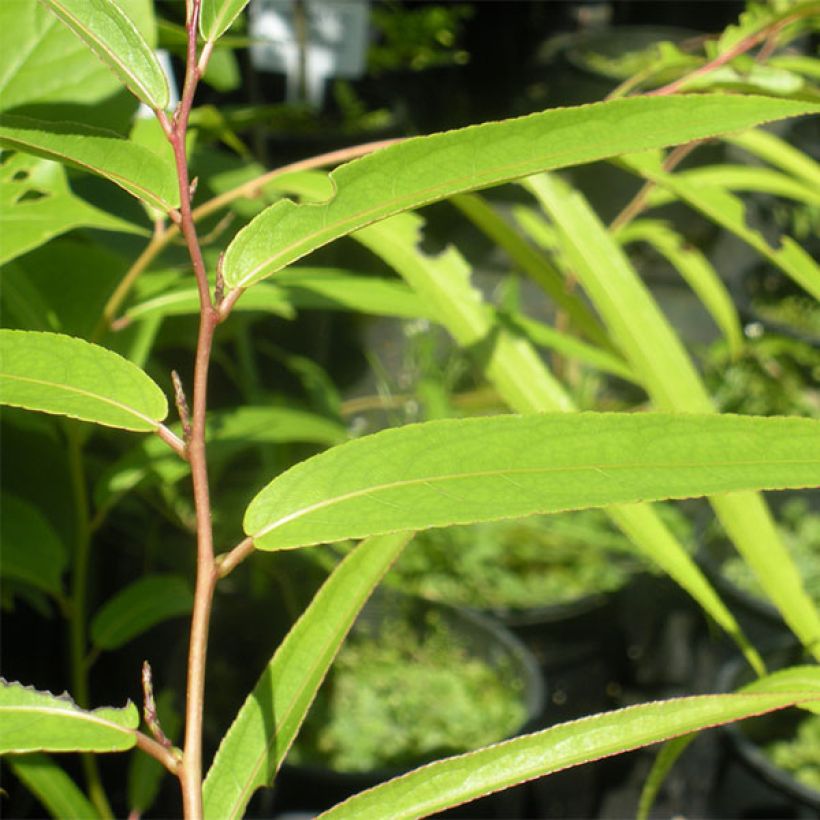 Stachyurus salicifolius - Perlschweife (Laub)