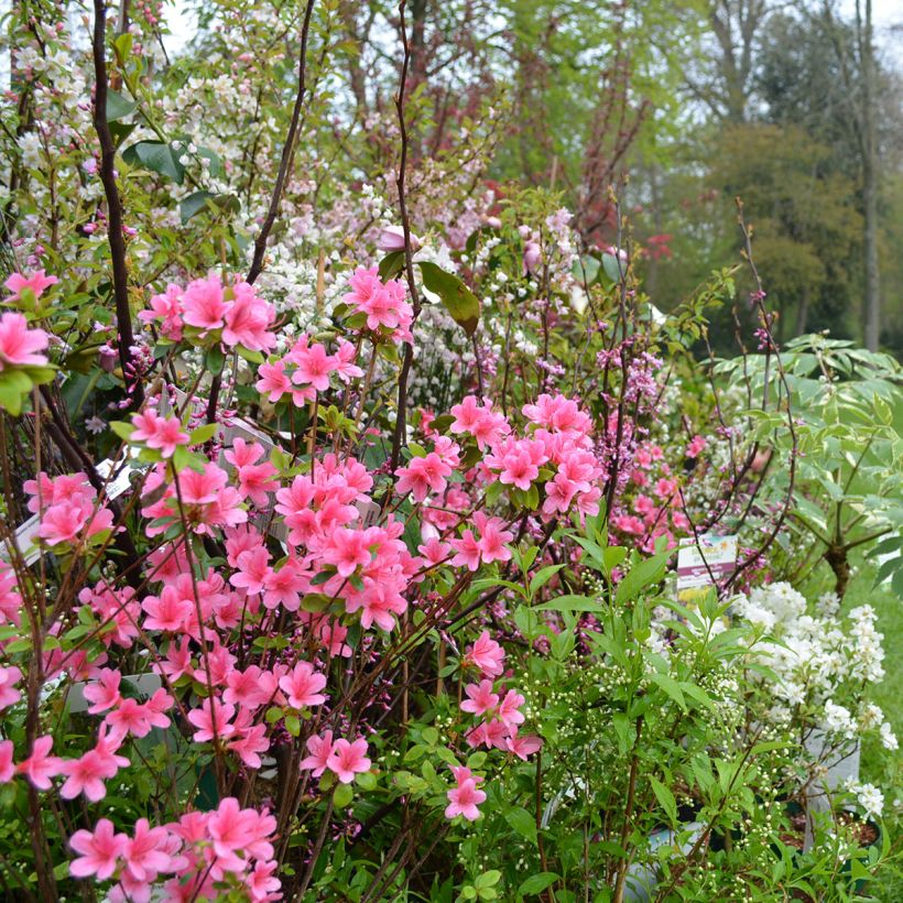 Japanische Azalee Sylvester - Azalea (Hafen)