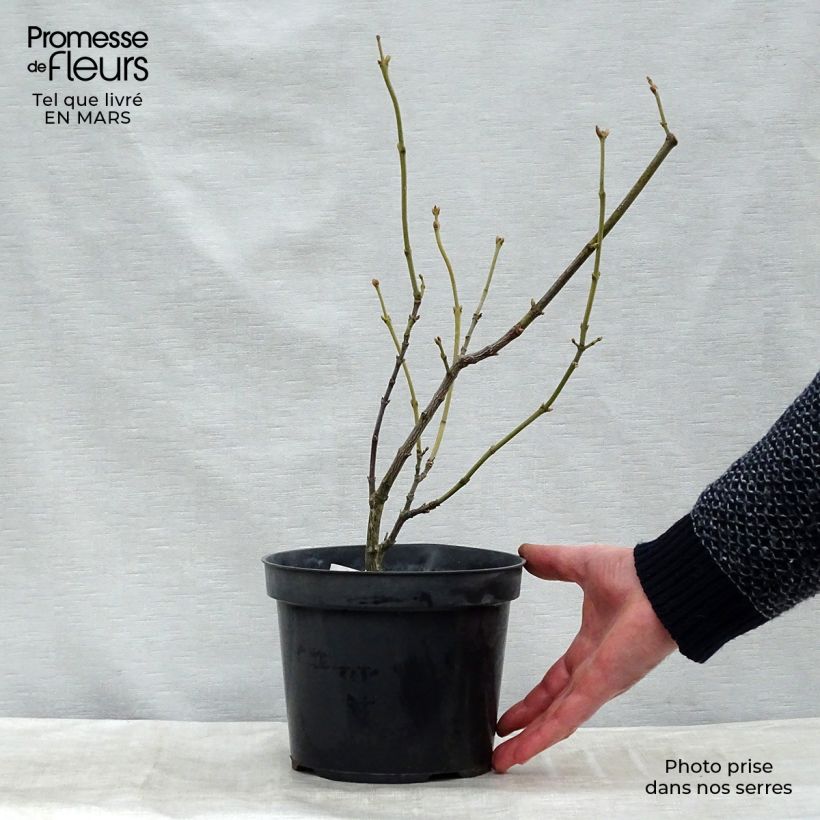 Exemplar von Pimpernuss - Staphylea pinnata wie im Winter geliefert